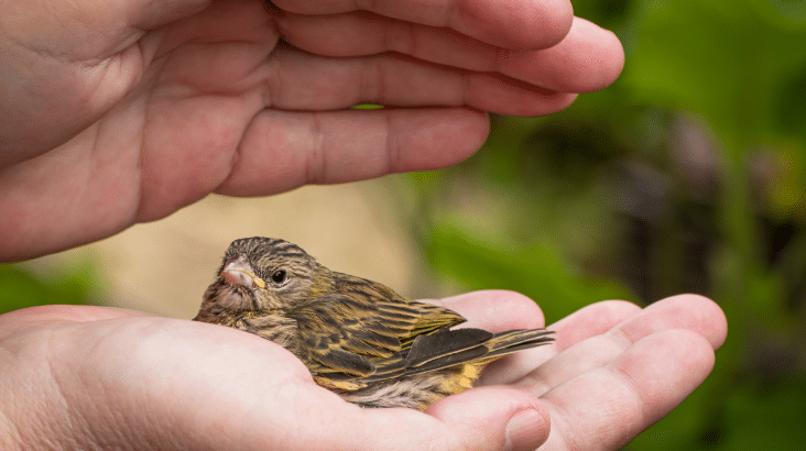 Oiseau dans une main